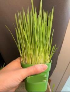 Organic Cat Grass Seeds (organic oat grass and wheatgrass seeds)