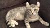 Beautiful Highland Lynx Kittens- 1 Female Left
