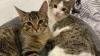 Two adorable 5 months old male kittens