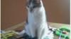 MAGNUM PETCARE - Pet visits for Scarborough area cats