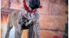 24k Gold Bull presents - UKC / FCI Presa Canario pups