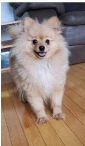 POMERANIAN