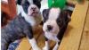 Boston mix Pug