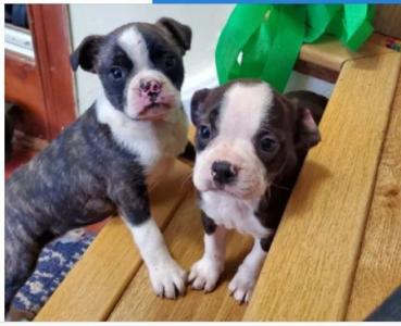 Boston mix Pug