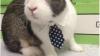 Pet sitter