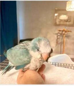 Baby Quaker Parrots