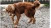 MUST LOVE DOGS! Dog Sitter Available! 50 yrs experience