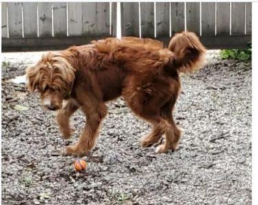 MUST LOVE DOGS! Dog Sitter Available! 50 yrs experience