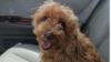 Professional Dog Trainer: Home Visits and Board & Train