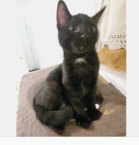 Kittens for rehoming