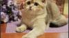 British shorthair boy. Gold NY25