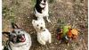 Puppy Pals Dog Services