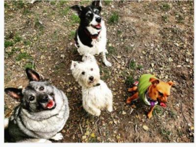 Puppy Pals Dog Services