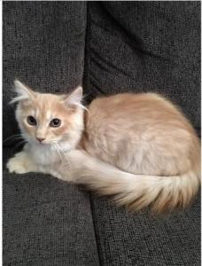 Polydactyl Highland Lynx Kitten