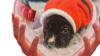 CHRISTMAS PUPS READY FOR THERE NEW HOME ..