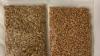 Organic Cat Grass Seeds (organic oat grass and wheatgrass seeds)