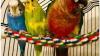 NAIL AND WING CLIPPING FOR YOUR BIRD! | TEXT 647 490 7156