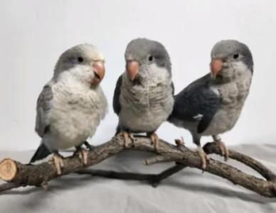 Baby Quaker Parrots